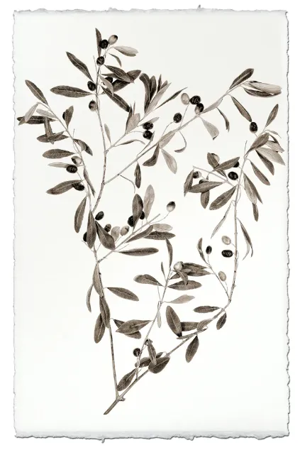 Nepalese Handmade Prints - Botanicals